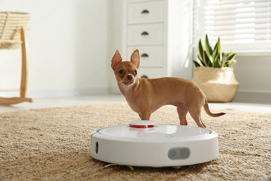 Pawsitively Purrfect Floors: Why Our Washable Rugs are a Pet Parent’s Dream Come True!